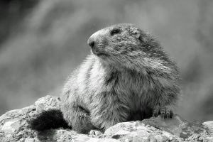 Marmotte noir & blanc