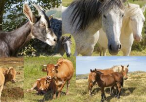 Montages photos avec des chevaux, vaches et chèvre