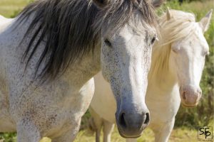 Chevaux blancs du plateau Ardéchois