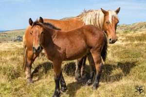 Duos de chevaux sur la route des Estables