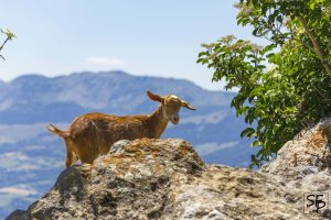 Chèvre en montagne dans les Hautes-Alpes