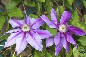 Fleurs de clématites