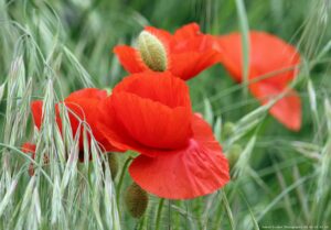 Coquelicot des champs