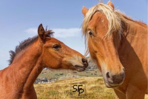 Duo de têtes dechevaux