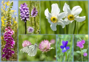 montage photos de fleurs des champs du plateau ardéchois