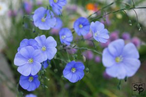 Fleurs de lin bleu