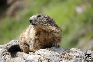 Marmotte sur son rocher