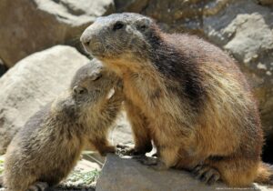 Câlin de marmotte et marmotton