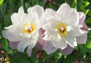 Duo de pivoines blanches