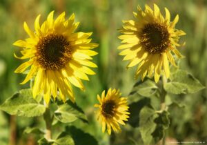 Montage photo avec des tournesols