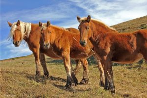 Trio de chevaux au bord de la route des Estables