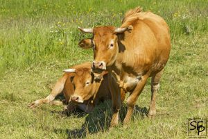 Vaches sur le plateau Ardéchois