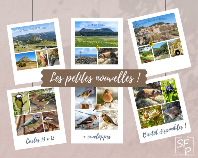 Nouvelles créations de cartes carrées 13 x 13 pour 2026