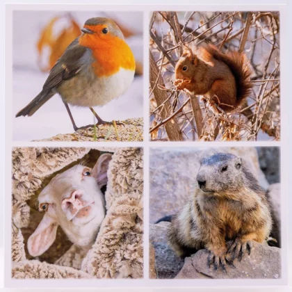 Carte carrée de photos d'animaux