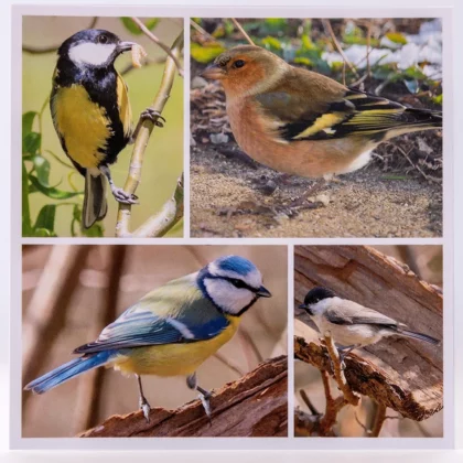 Carte postale carrée oiseaux de la nature : mésange bleue, mésange charbonnière, pinson