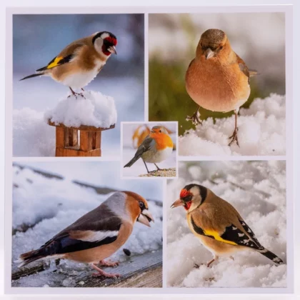 Carte postale carrée oiseaux en hiver : Chardonneret, Pinson, Gros Bec et rouge-gorge