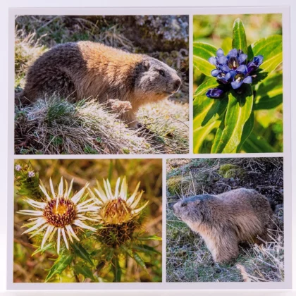 Carte postale carrée marmottes et fleurs