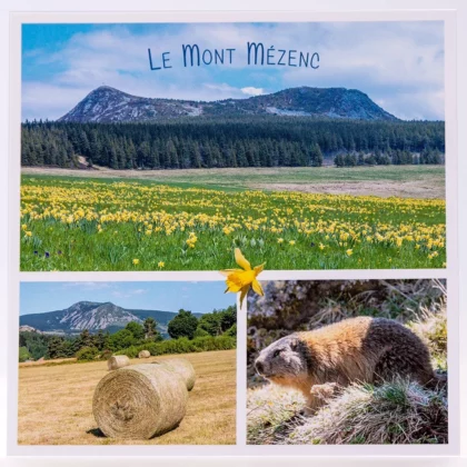 Carte postale carrée du Mont Mézenc & marmotte