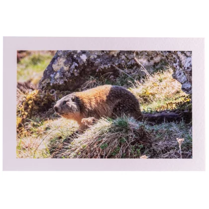 Carte rectangle Texturée Marmotte