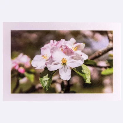 Carte rectangle texturée Fleurs de fruitiers