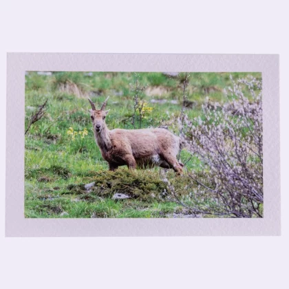 Carte rectangle texturée Bouquetin