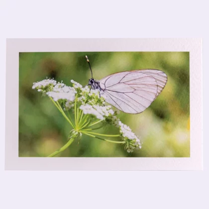 Carte rectangle texturée Papillon blanc