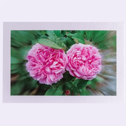 Carte Rectangle Texturée Roses anciennes