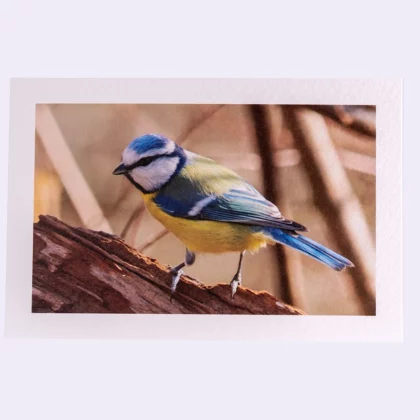 Carte Rectangle Texturée Mésange Bleue