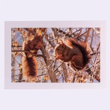 Carte rectangle texturée Duo d'écureuils