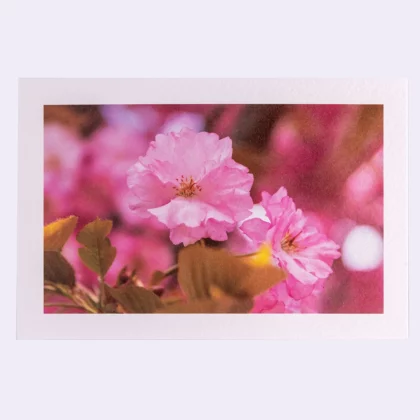 Carte Rectangle Texturée Fleurs roses