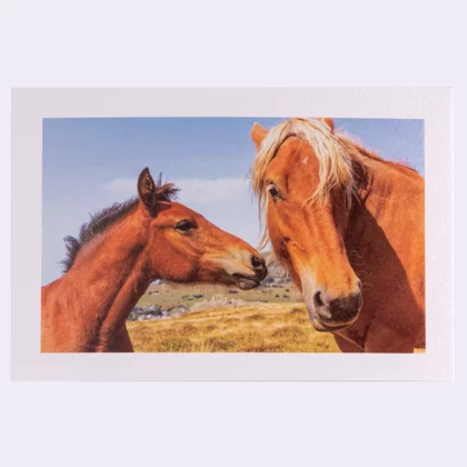 Carte Rectangle Texturée Duo Chevaux